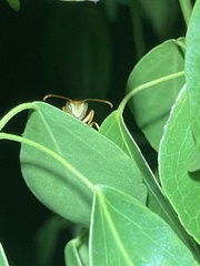 Polistes dorsalis dorsalis