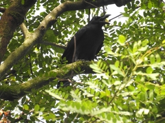 Corvus enca