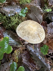 Agaricomycetidae