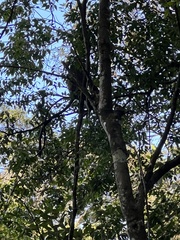 Cercopithecus mitis kolbi