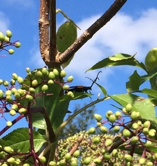Desmocerus palliatus