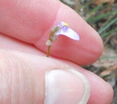 Utricularia barkeri