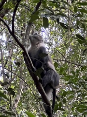 Cercopithecus mitis kolbi