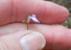 Utricularia barkeri