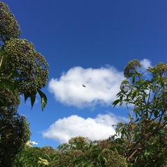 Desmocerus palliatus