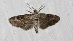 Eupithecia anticaria