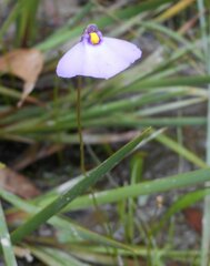 Utricularia barkeri