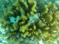 Sebastapistes ballieui