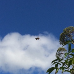 Desmocerus palliatus