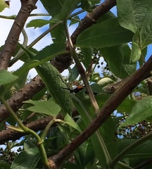 Desmocerus palliatus