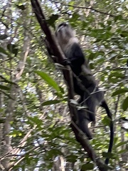 Cercopithecus mitis kolbi