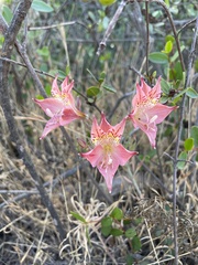 Alstroemeria hookeri