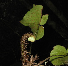 Cyrtomium hemionitis