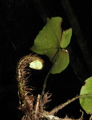 Cyrtomium hemionitis