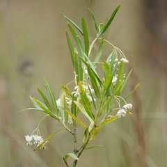 Gomphocarpus physocarpus