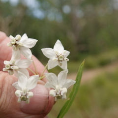 Gomphocarpus physocarpus