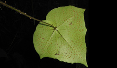 Cyrtomium hemionitis