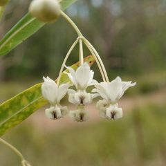 Gomphocarpus physocarpus