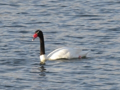 Cygnus melancoryphus