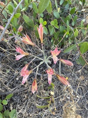 Alstroemeria hookeri