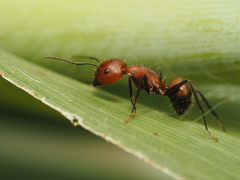 Camponotus nicobarensis