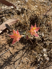 Alstroemeria hookeri