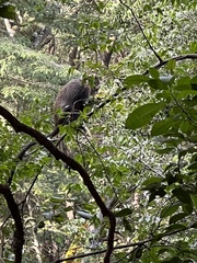 Cercopithecus mitis kolbi