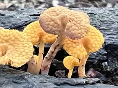 Favolaschia