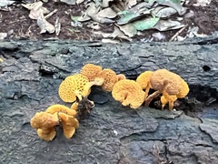 Favolaschia