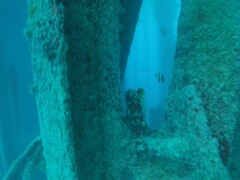 Chaetodon lunula
