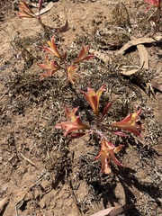 Alstroemeria hookeri