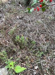 Solidago radula