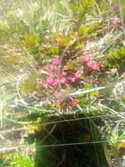 Vaccinium floribundum