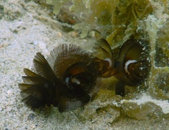 Phoronis