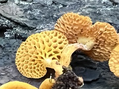 Favolaschia