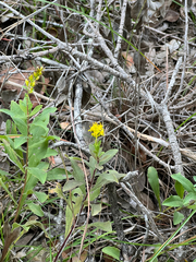 Solidago radula
