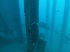 Caranx ignobilis
