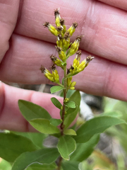 Solidago radula