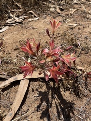 Alstroemeria hookeri