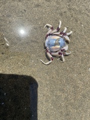 Mictyris longicarpus