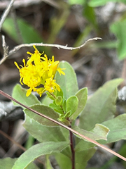 Solidago radula