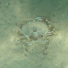 Ovalipes trimaculatus