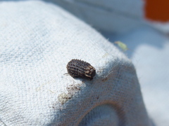 Trogidae