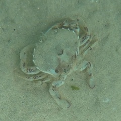 Ovalipes trimaculatus