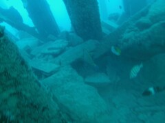 Acanthurus dussumieri