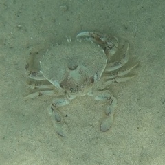 Ovalipes trimaculatus