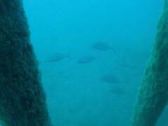 Pseudocaranx georgianus