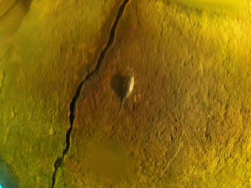 Ligia exotica observed 2022-11-01