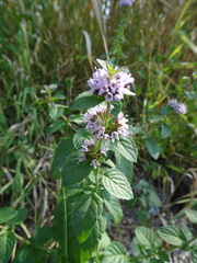 Mentha × verticillata, photograph Robert H. Wardell, CC0, iNaturalist via GBIF