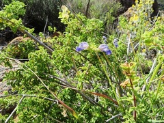 Salvia dentata